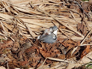 写真：ゴジュウカラ