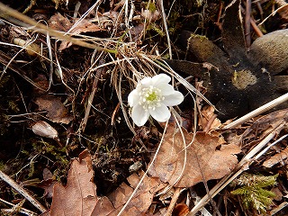 写真：4月7日　ウラホロイチゲ