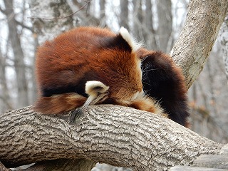 写真：4月7日　レッサーパンダ　シンゲン