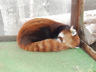 写真：4月7日　レッサーパンダ　コーアイ