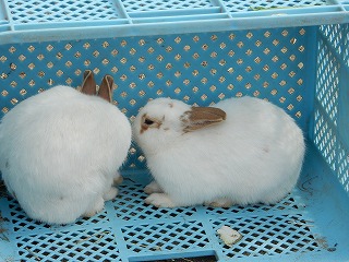 写真：ウサギ
