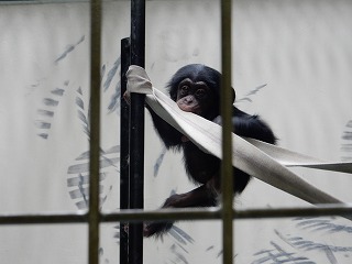 写真：4月7日　チンパンジーの赤ちゃん1