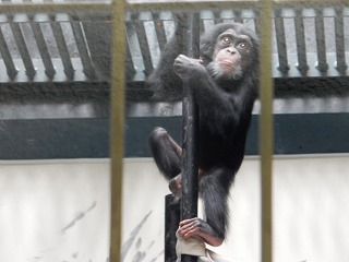 写真：4月7日　チンパンジーの赤ちゃん2