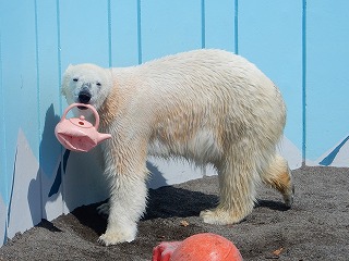 写真：4月16日　ホッキョクグマ1