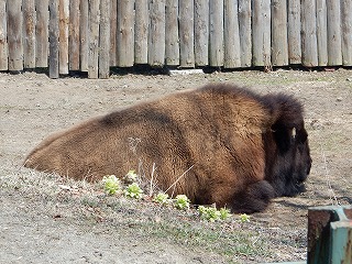 写真：4月16日　アメリカバイソン