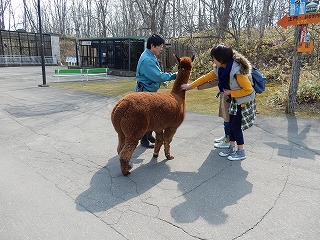 写真：4月21日　アルパカ2