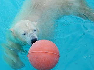 写真：4月21日　ホッキョクグマ　キロル1