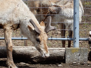 写真：4月28日　トナカイ2