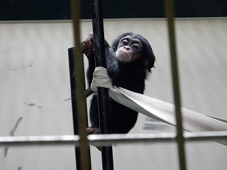 写真：4月28日　チンパンジー赤ちゃん1