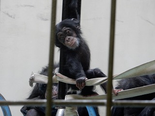 写真：4月28日　チンパンジー赤ちゃん2