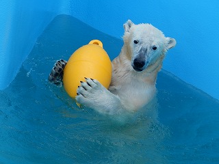 写真：4月28日　ホッキョクグマ　ミルク1