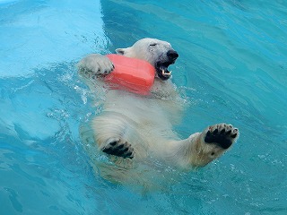 写真：4月28日　ホッキョクグマ　ミルク2