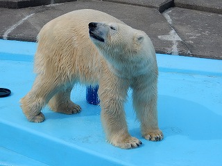 写真：4月28日　ホッキョクグマ　キロル1