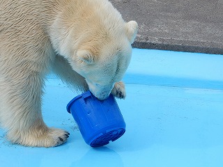 写真：4月28日　ホッキョクグマ　キロル2