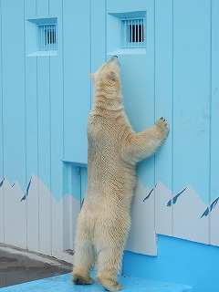 写真：4月28日　ホッキョクグマ　キロル3