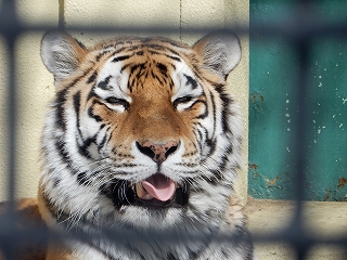 写真：アムールトラのチョコ2