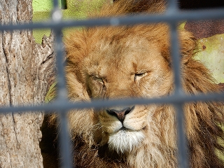 写真：ライオン1