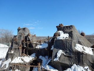 写真：雪が残っているサル山