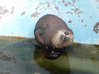 写真：カワウソ2