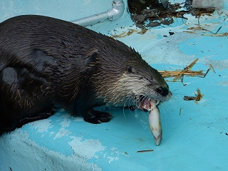 写真：カワウソ1