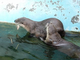 写真：カワウソ4