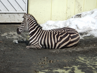 写真：シマウマの小夏