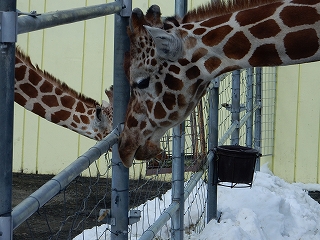 写真：キリン2