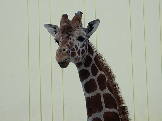 写真：キリン1