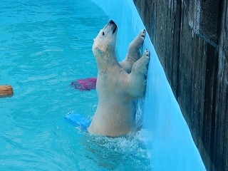 写真：ホッキョクグマのミルク（3月5日）3