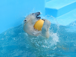 写真：ホッキョクグマのミルク（3月5日）1