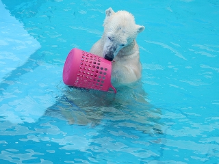 写真：ホッキョクグマのミルク（3月5日）2