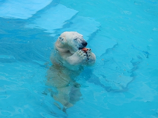 写真：ホッキョクグマのミルク（3月5日）4