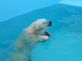 写真：ホッキョクグマのミルク（3月5日）5