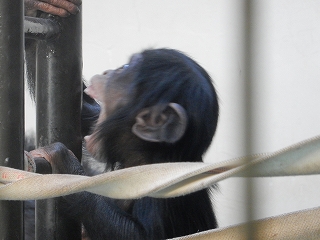 写真：チンパンジーの赤ちゃん4