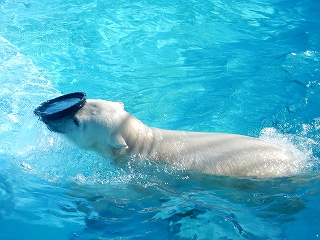 写真：ホッキョクグマのミルク（3月12日）1