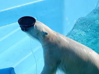 写真：ホッキョクグマのミルク（3月12日）2