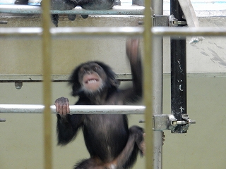 写真：チンパンジーの赤ちゃん3