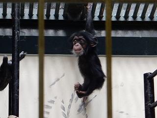 写真：チンパンジーの赤ちゃん2