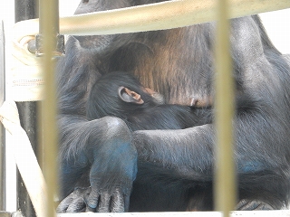 写真：チンパンジーの赤ちゃん1