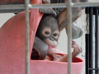 写真：オランウータンのりな