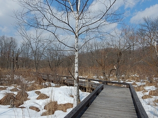 写真：雪が少なくなってきた木道