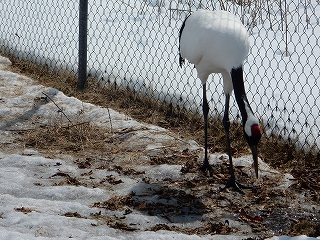 写真：うろうろしているメスのタンチョウ