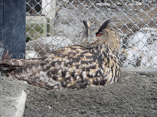 写真：ワシミミズク2