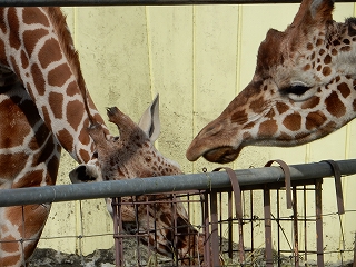 写真：アミメキリンのスカイとコハネ2