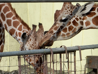 写真：アミメキリンのスカイとコハネ1