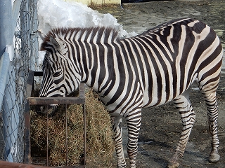 写真：シマウマの小夏