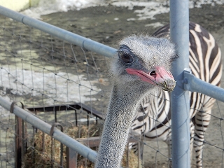 写真：ダチョウのジョン1