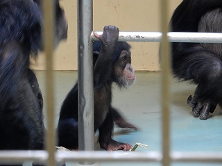 写真：チンパンジーの赤ちゃん1