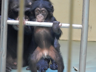 写真：チンパンジーの赤ちゃん2