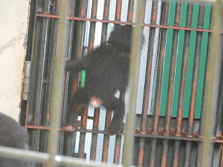 写真：チンパンジーの赤ちゃん4